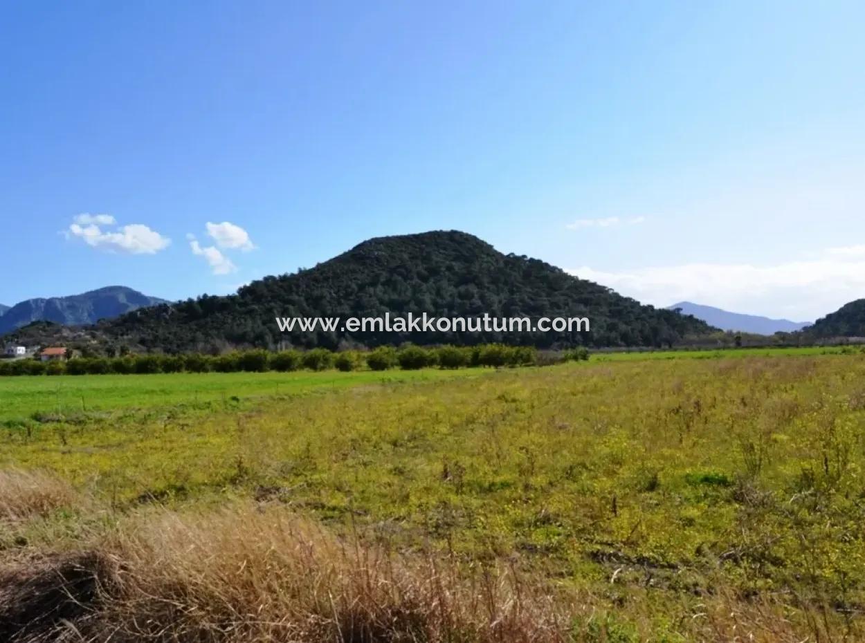 Farm For Sale Bargain In Dalyan