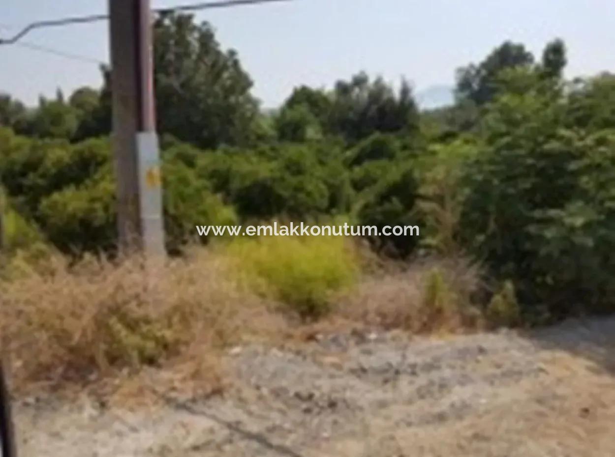 From The Main Road Land For Sale In Koycegiz Zeytinalani Zero