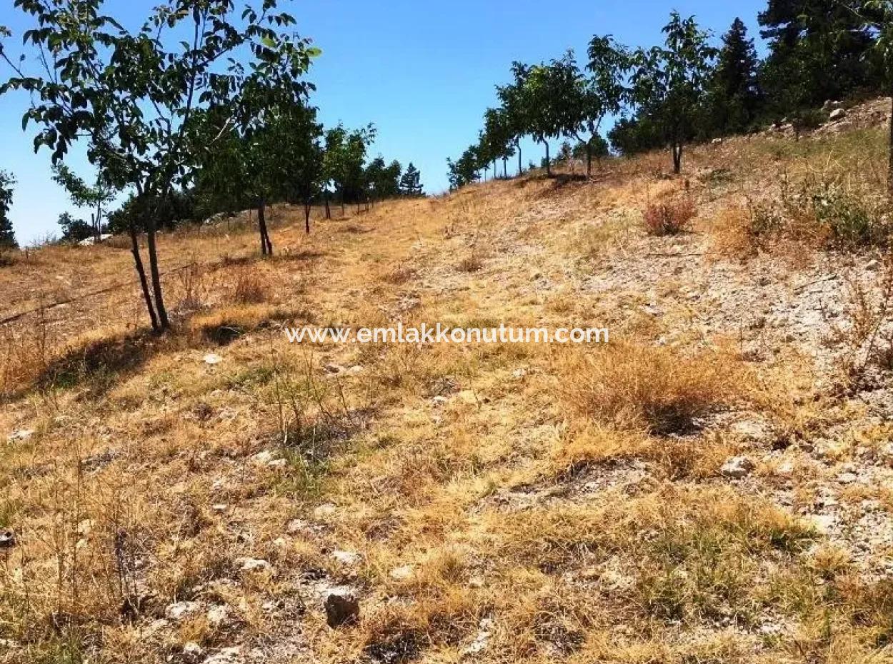 Denizli Çameli Gökçeyakada Walnut Garden For Sale