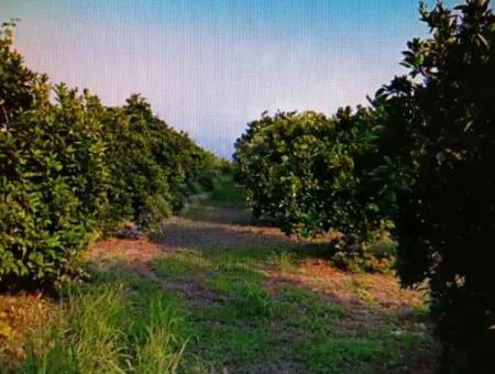 Citrus Garden For Sale In Köyceğiz Up Also, 29 000 M2