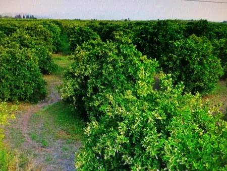 Citrus Garden For Sale In Köyceğiz Up Also, 29 000 M2