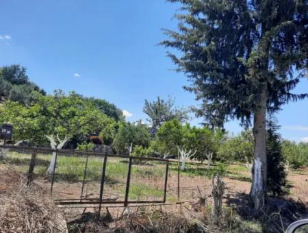 Citrus Garden Detached Land For Sale In Mugla Dalyan 3000 M2