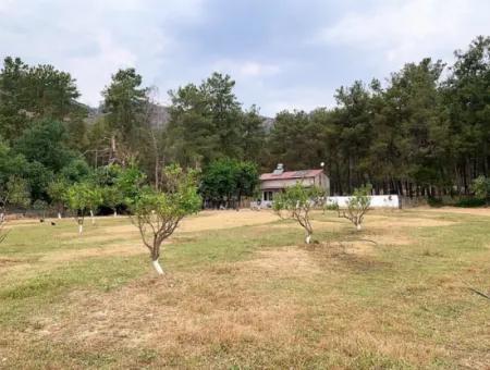 Tea Edge 10345 M2 Land And Detached House For Sale In Ortaca Çaylı Pine Forest