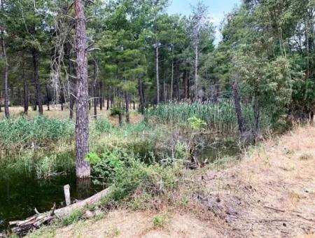 Tea Edge 10345 M2 Land And Detached House For Sale In Ortaca Çaylı Pine Forest