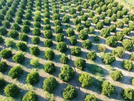 Oriya Tepearasi For Sale In Citrus Garden