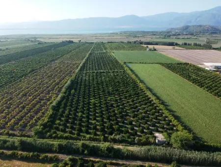 Oriya Tepearasi For Sale In Citrus Garden