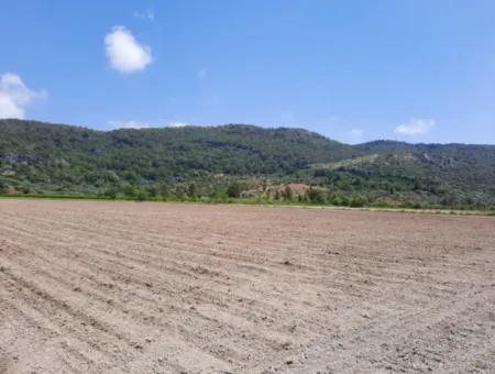 Fertile Land For Rent In Ortaca Güzelyurt