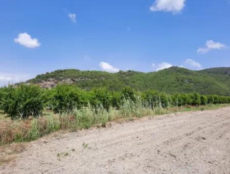 Fertile Land For Rent In Ortaca Güzelyurt