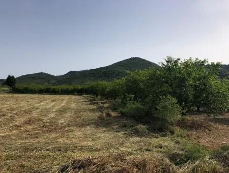 A Bargain Farm For Sale In Fevziye 2000 M2 And Oriya