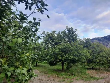 Mugla Dalyan 1100 M2 Land With Bargain Shares Suitable For Investment For Sale