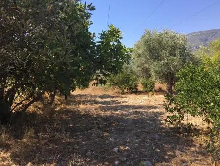 Land For Sale In Koycegiz Zeytinalani