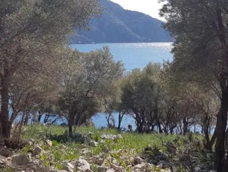 Dalyan, Gökbel De Seafront Detached 1 300 M2 Olive Grove For Sale