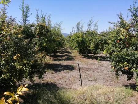 Pomegranate Garden For Sale In Mugla Ortaca Tepearasi