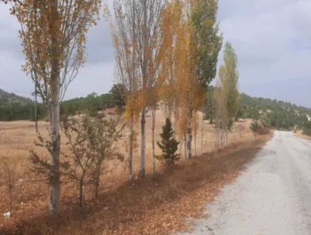 6 230 M2 Fertile Land For Rent In Çameli Cumaalanı