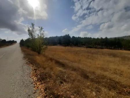 6 230 M2 Fertile Land For Rent In Çameli Cumaalanı