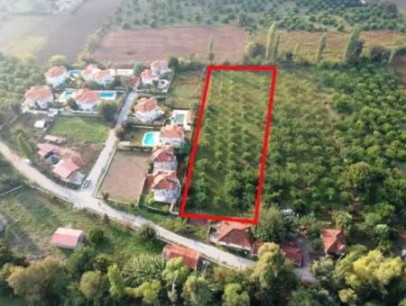 Muğla Ortaca Marmarlıda 4.000 M2 Lemon Garden 5 Years Rental