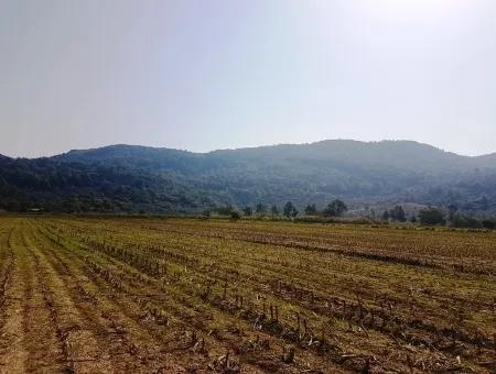 Region Of Fertile Land Rental