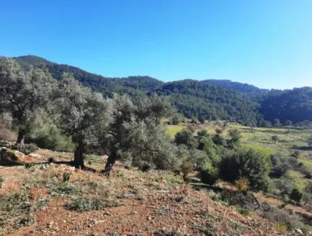 Muğla Ortaca Dalyan Gökbelde 3 100 M2 2B Land Property Right Will Be Transferred