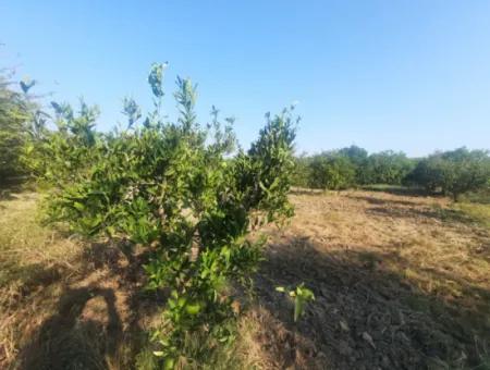 5000 M2 Citrus Orchard For Sale In Ortaca Dikmekavak