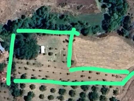 3500 M2 Zoned Walnut Orchard For Sale In Denizli Çameli Cevizli
