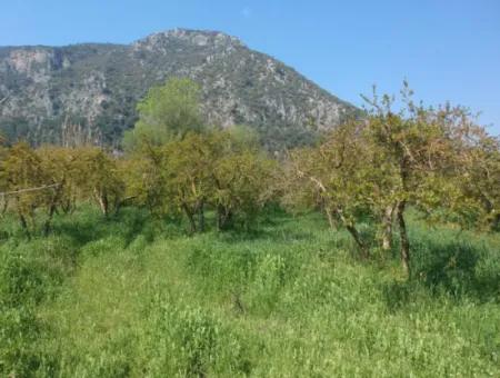 7989 M2 Pomegranate Field For Sale In Ortaca Mergenlide