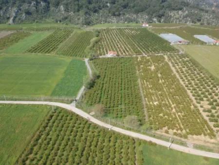 7989 M2 Pomegranate Field For Sale In Ortaca Mergenlide