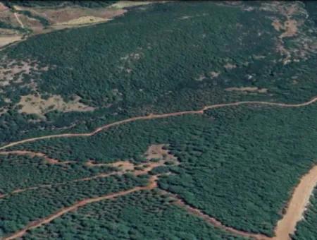 25 Acres Of Land In The Forest In Muğla Ula Armutçuk For Sale        