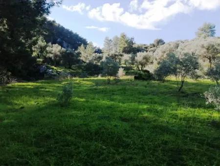 Mugla Ortaca Gokbel Bargain Olive Grove For Sale