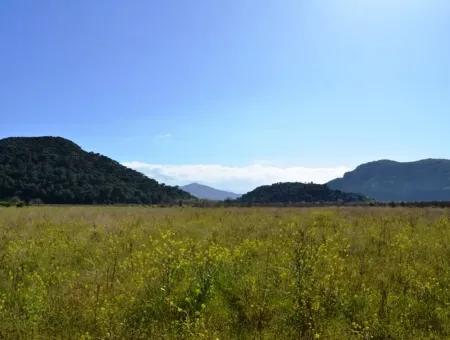 Farm For Sale Bargain In Dalyan