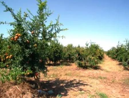 Eskikoy For Sale Bargain Ortaca In The Pomegranate Gardens