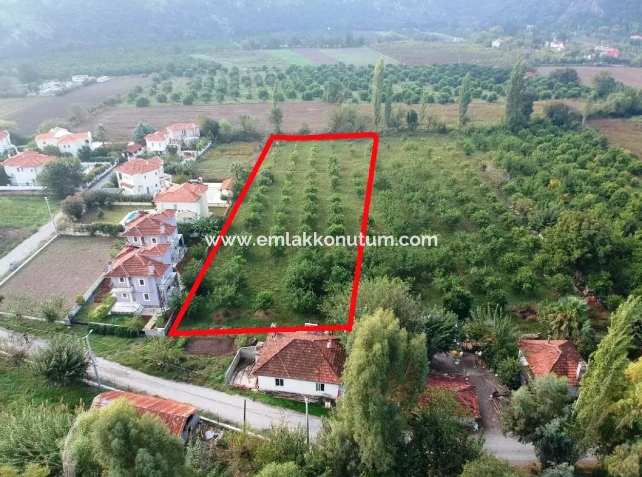 Muğla Ortaca Marmarlıda 4.000 M2  Limon Bahçesi 5 Yıllık Kiralık