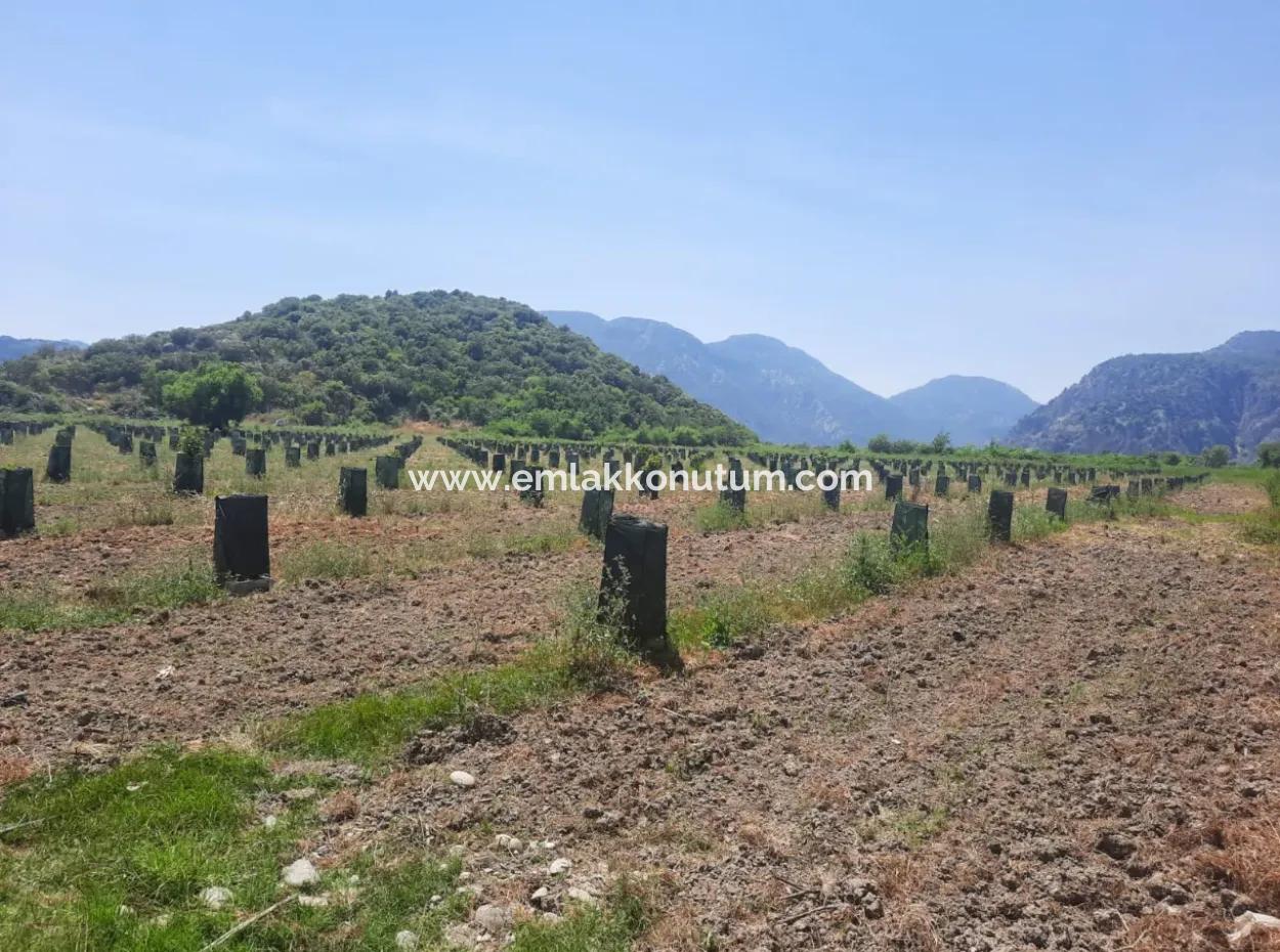 Muğla Güzelyurtta Satılık 40.000 M2  Avokado Bahçesi