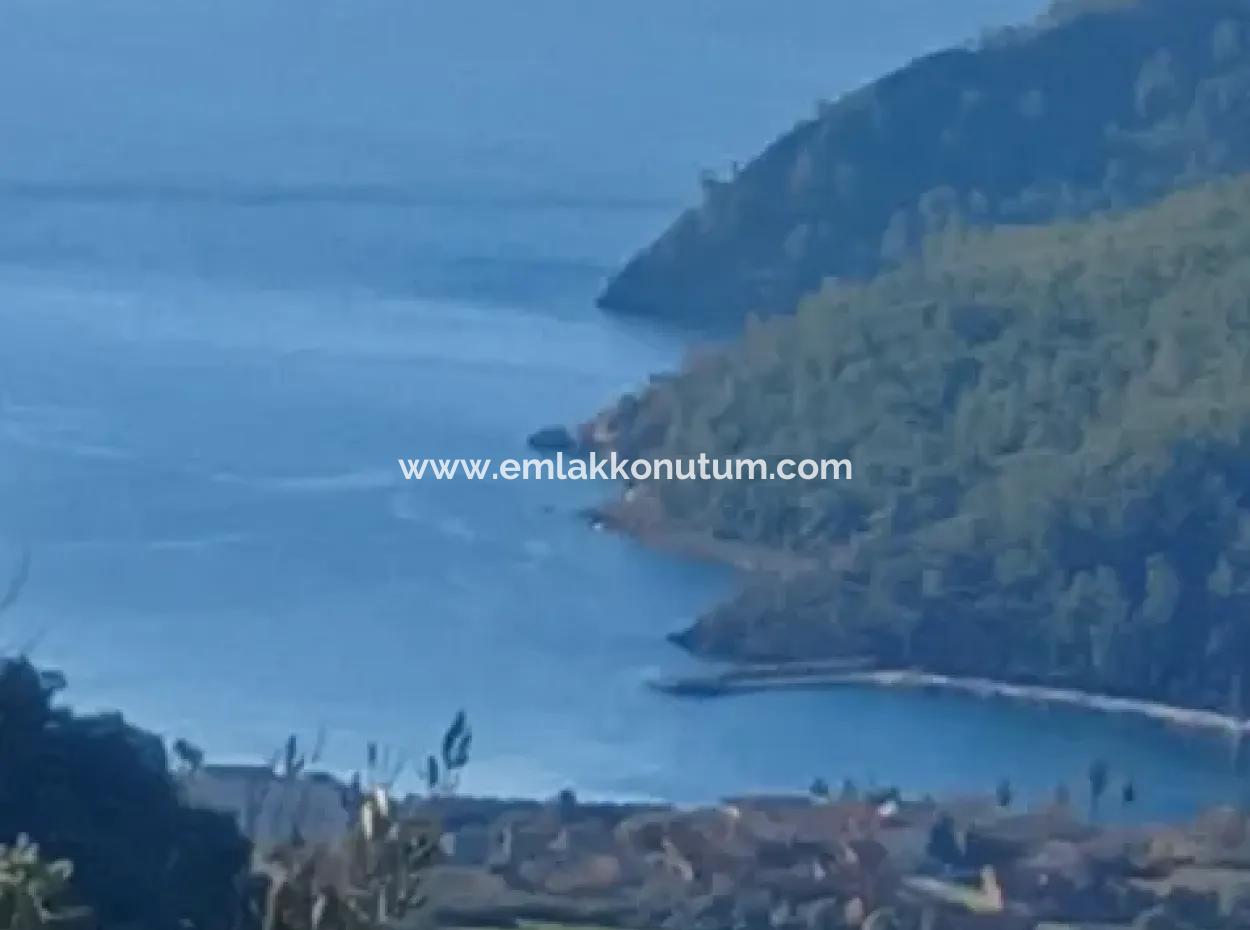 Köyceğiz Ekincikte Satılık Deniz Manzaralı 1 650 M2 Zeytinlik