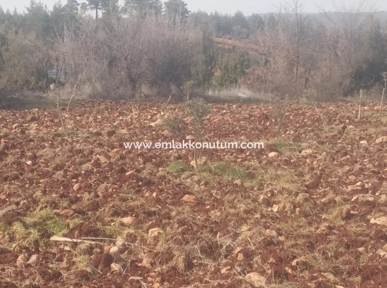 Denizli Beyağaç Cumhuriyette 3.030 M2 Müstakil Tapulu Tarla Satılık