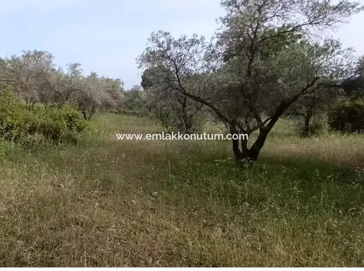 Muğla Menteşe Yaraş'ta Köy İçinde İmarlı 1272M2 Arsa Satılık.   