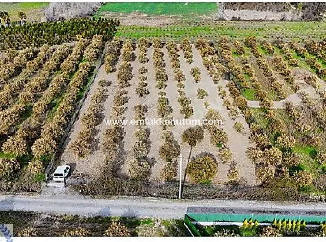 Muğla Köyceğiz Döğüşbelen De 3 100 M2 Portakal Tarlası Satılık