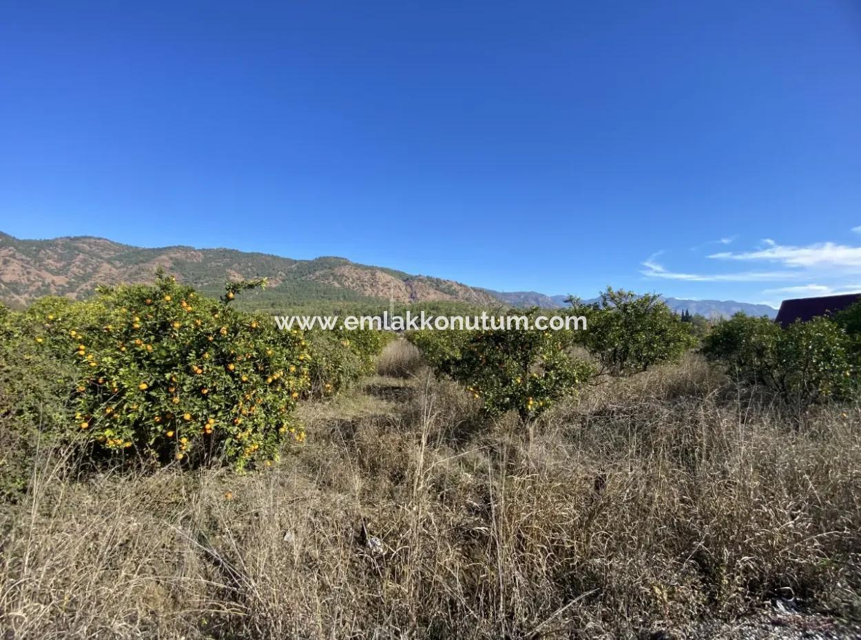 Muğla Köyceğiz Döğüşbelen De 3 100 M2 Portakal Tarlası Satılık