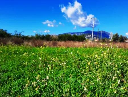 Muğla Ortaca Dalyanda Satılık Yol Cepheli 9300 M2 Yatırıma Uygun Verimli Arazi