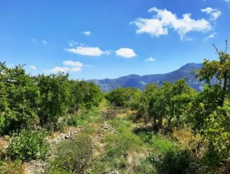 Muğla Dalyanda Satılık Kanala Sıfır Yatırıma Uygun Nar Bahçesi