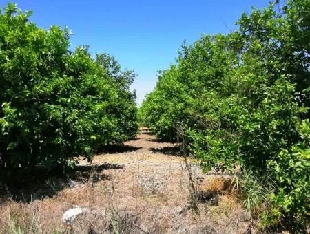 Ortacada Satılık Kelepir Limon Bahçesi