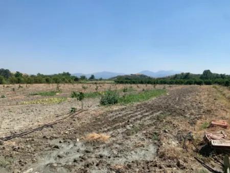 Muğla Ortaca Tepearasında 7300 M2 Limon Tarlası Satılık