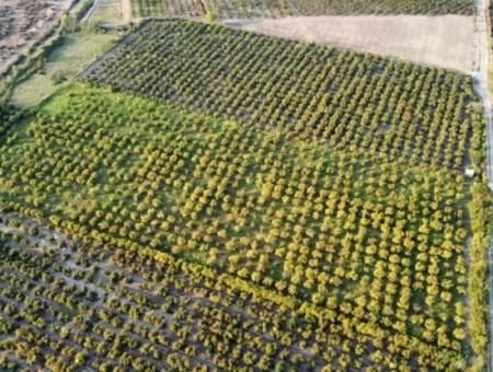 Muğla Ortaca Tepearasında Satılık Nar Bahçesi