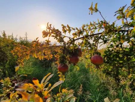 Muğla Ortaca Tepearasında Satılık Nar Bahçesi