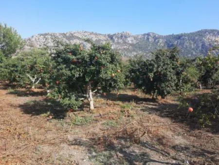 Muğla Ortaca Dalyanda 7520 M2 Bakımlı Müstakil Nar Bahçesi Satılık