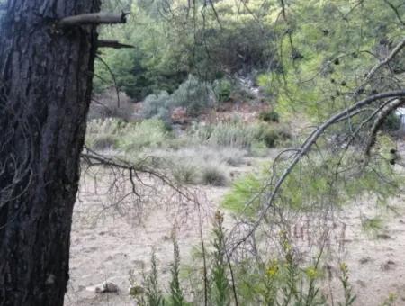 Muğla Köyceğiz Çandırda 9996 M2 Asfalt Cepheli Arazi Satılık