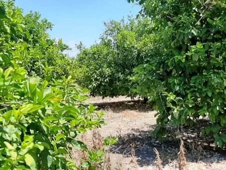 Ortaca Yeşilyurtta Satılık Fırsat Limon Bahçesi