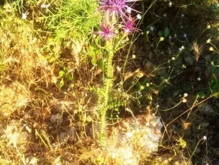 Seydikemer Boğaziçinde Satılık Deniz Manzaralı Arazi