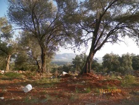 Fevziye De Satılık Deniz Manzaralı Arazi