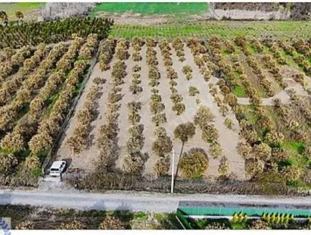 Muğla Köyceğiz Döğüşbelen De 3 100 M2 Portakal Tarlası Satılık