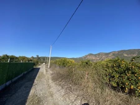 Muğla Köyceğiz Döğüşbelen De 3 100 M2 Portakal Tarlası Satılık